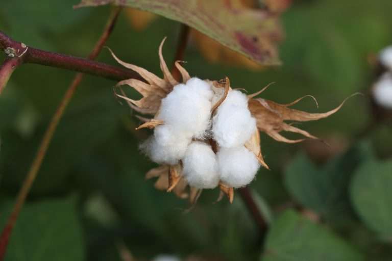 Does Wool Absorb More Water Than Cotton?